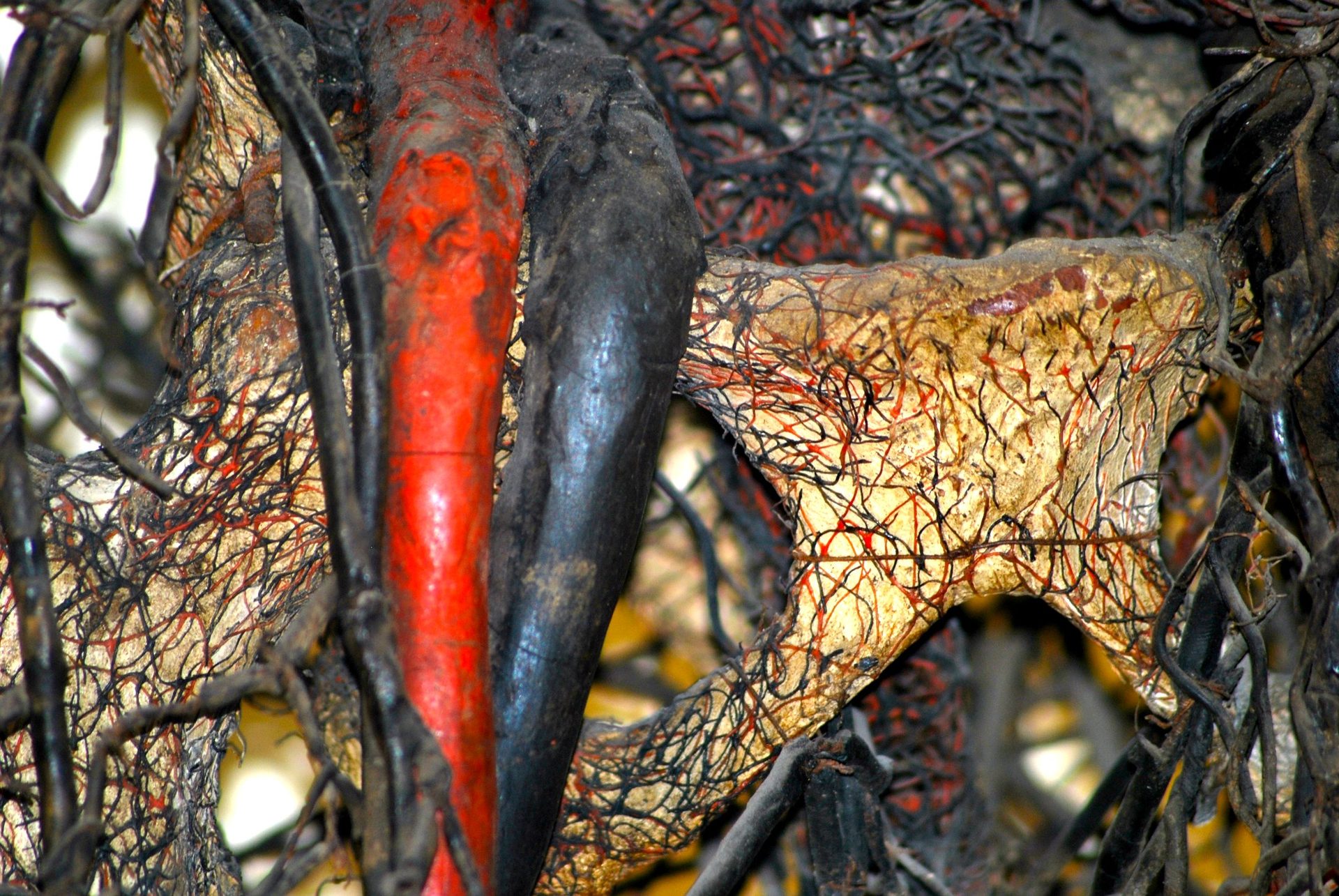 woman's pelvis.jpg